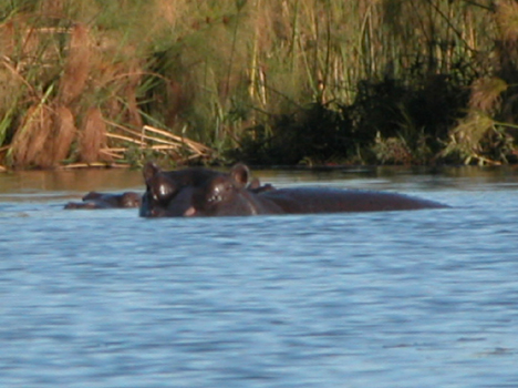 botswa32