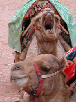 jordania016