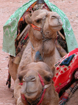 jordania017