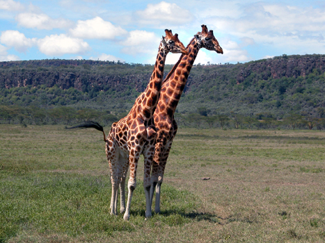 bnakuru010