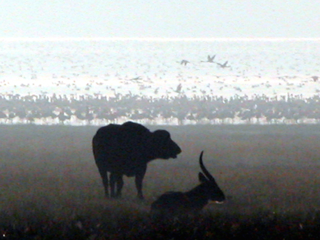 bnakuru02
