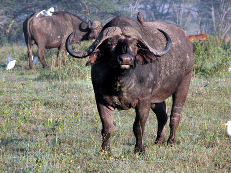 bnakuru03