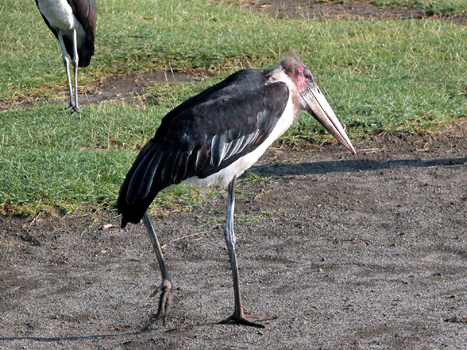 bnakuru04