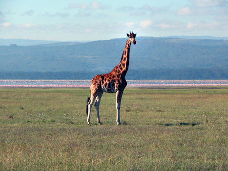 bnakuru06