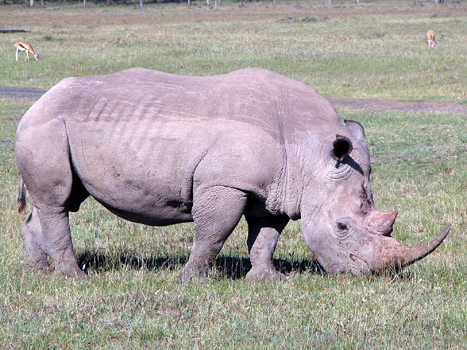 bnakuru07