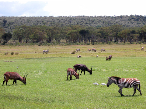 cnaivasha02