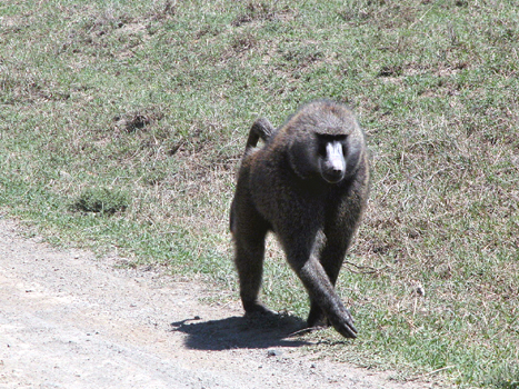 cnaivasha04