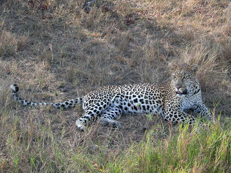 masaimara010