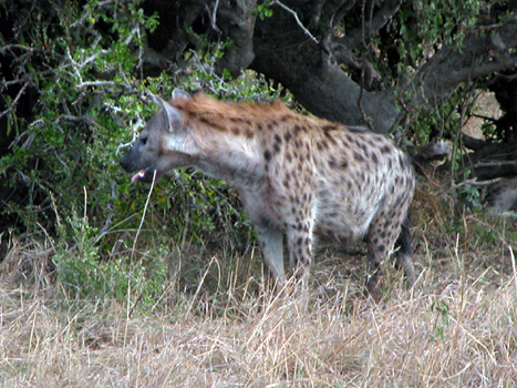 masaimara011