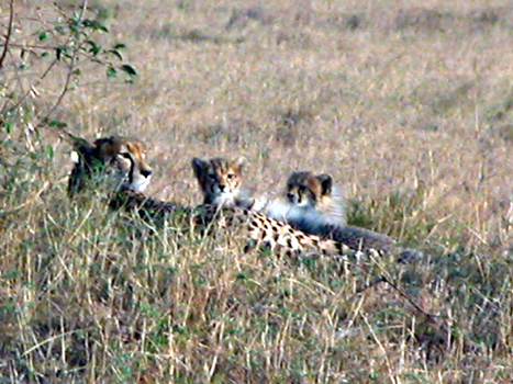 masaimara014