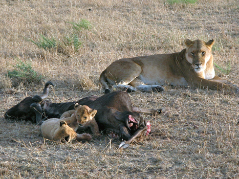 masaimara015