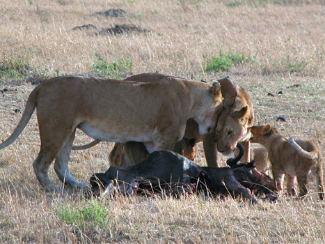 masaimara016