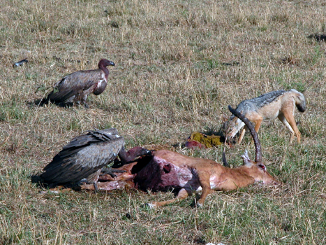 masaimara017