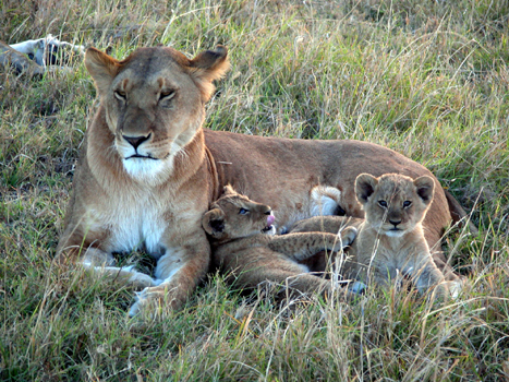masaimara03