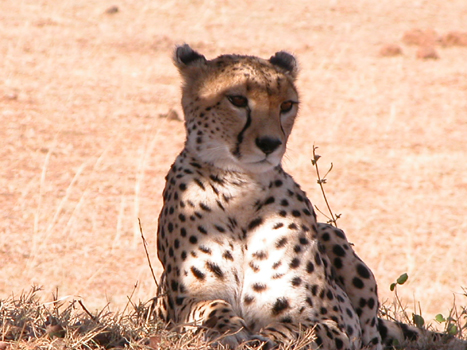 masaimara05