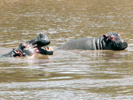 masaimara06