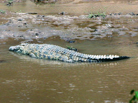 masaimara07