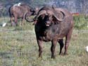 bnakuru03