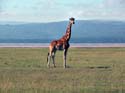 bnakuru06
