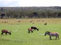 cnaivasha02