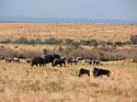 masaimara01