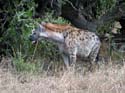 masaimara011
