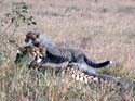 masaimara013