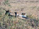 masaimara014