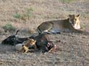 masaimara015