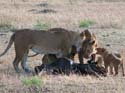 masaimara016