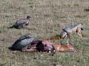 masaimara017