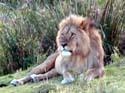 masaimara02