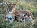 masaimara03
