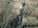 masaimara04
