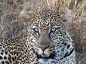 masaimara09