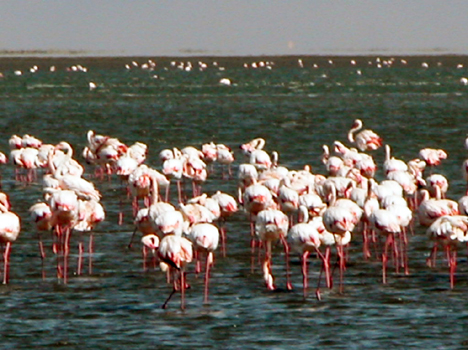 namib014