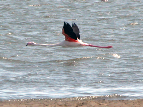 namib015