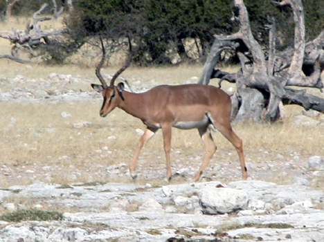 namib068