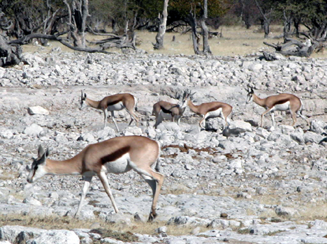 namib069