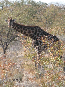 namib072