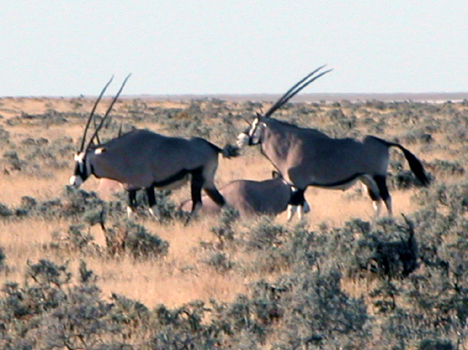 namib075