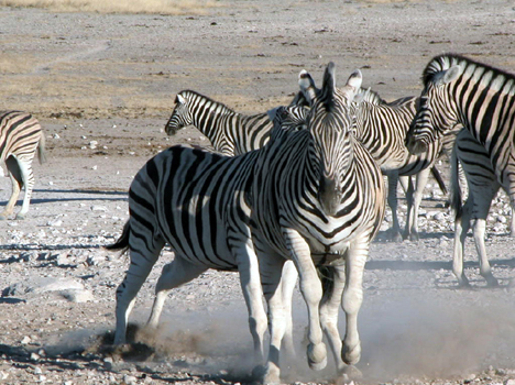 namib079