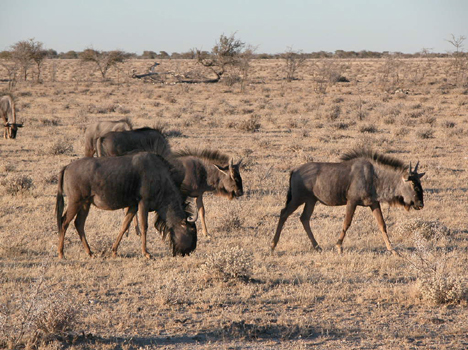namib088