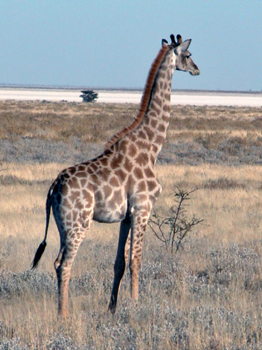 namib090