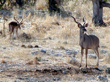 namib093