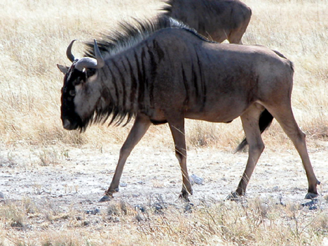 namib095