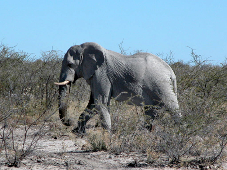 namib099
