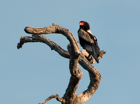 namib128