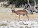 namib068