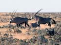 namib075